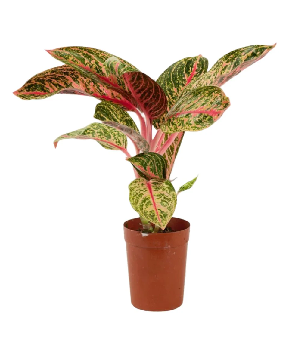 Aglaonema Pride of Sumatra - Image 6