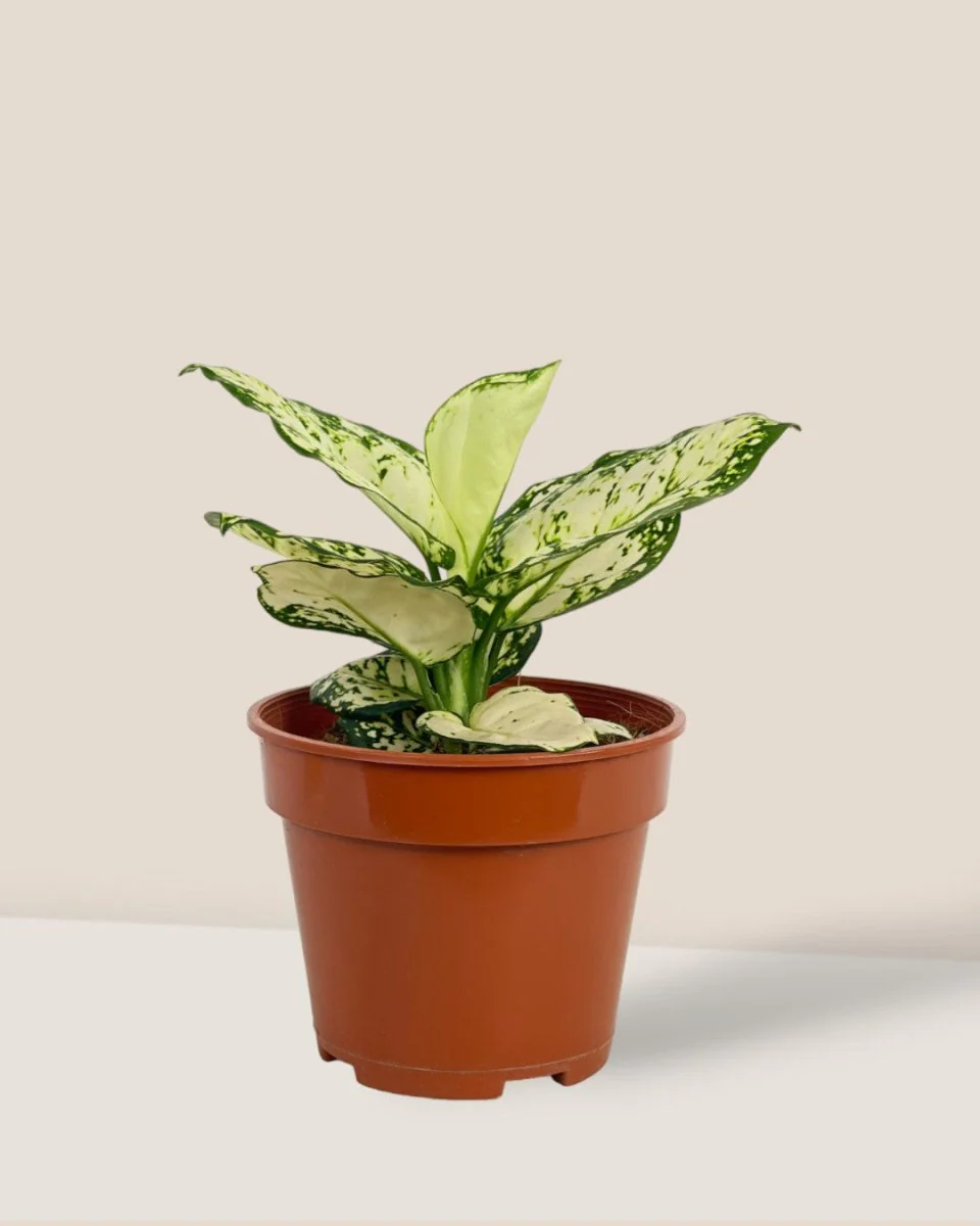 Aglaonema Snow White Plant - Image 10