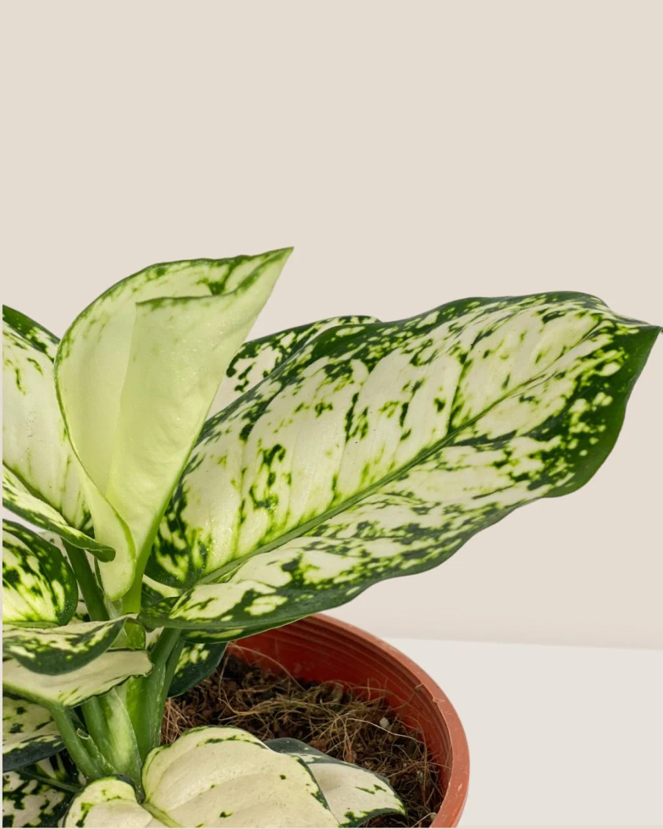 Aglaonema Snow White Plant - Image 11