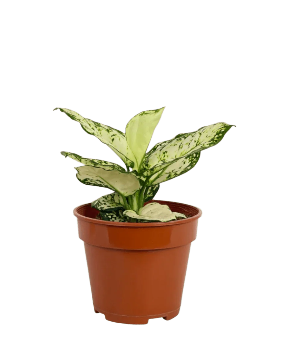 Aglaonema Snow White Plant - Image 12