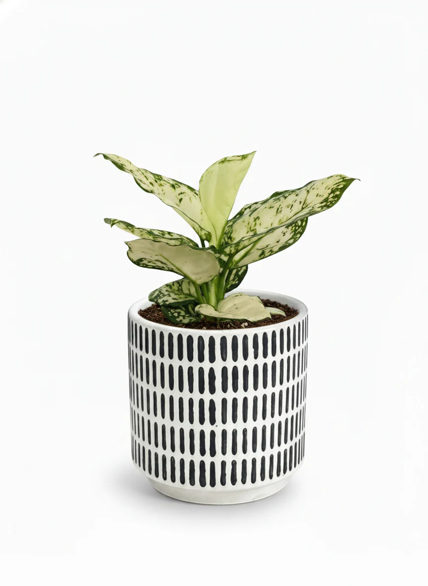 Aglaonema Snow White Plant - Image 6