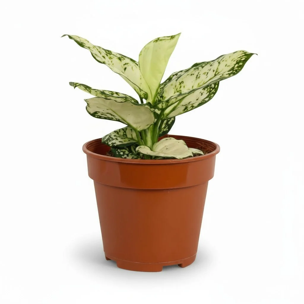 Aglaonema Snow White Plant - Image 7