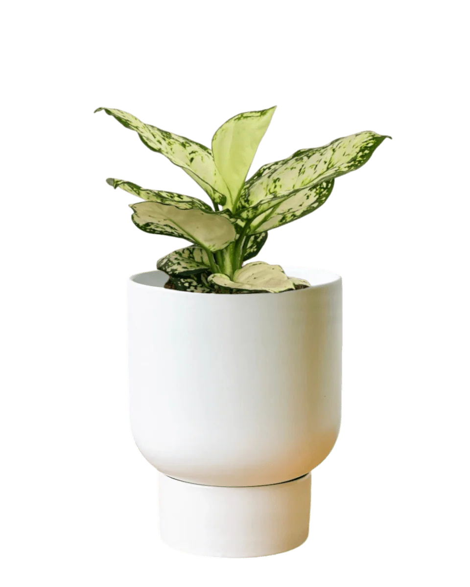 Aglaonema Snow White Plant - Image 8
