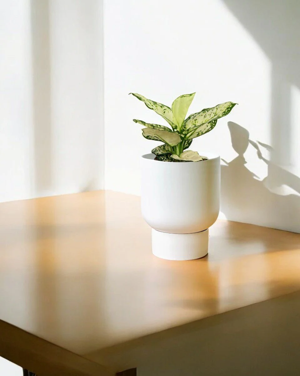 Aglaonema Snow White Plant - Image 9