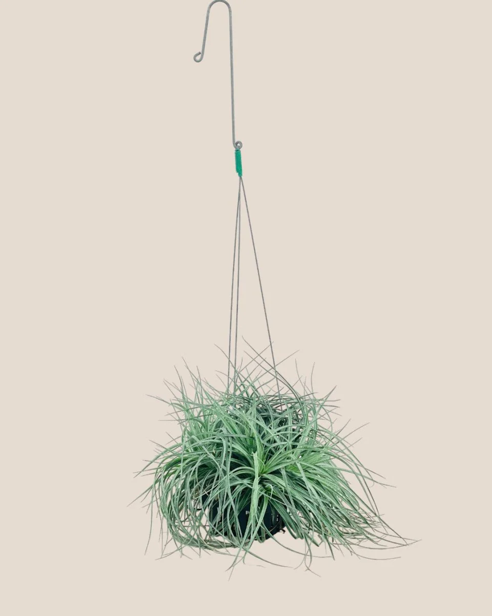Air Plant - Assorted Tillandsia (Hanging) - Image 10