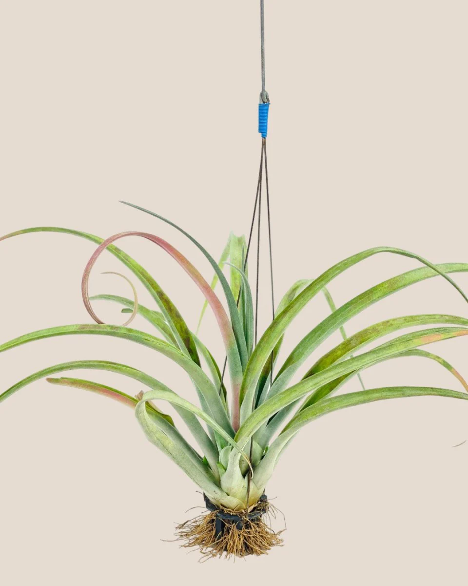Air Plant - Assorted Tillandsia (Hanging) - Image 11