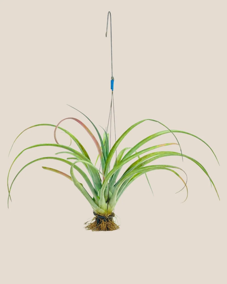 Air Plant - Assorted Tillandsia (Hanging) - Image 12