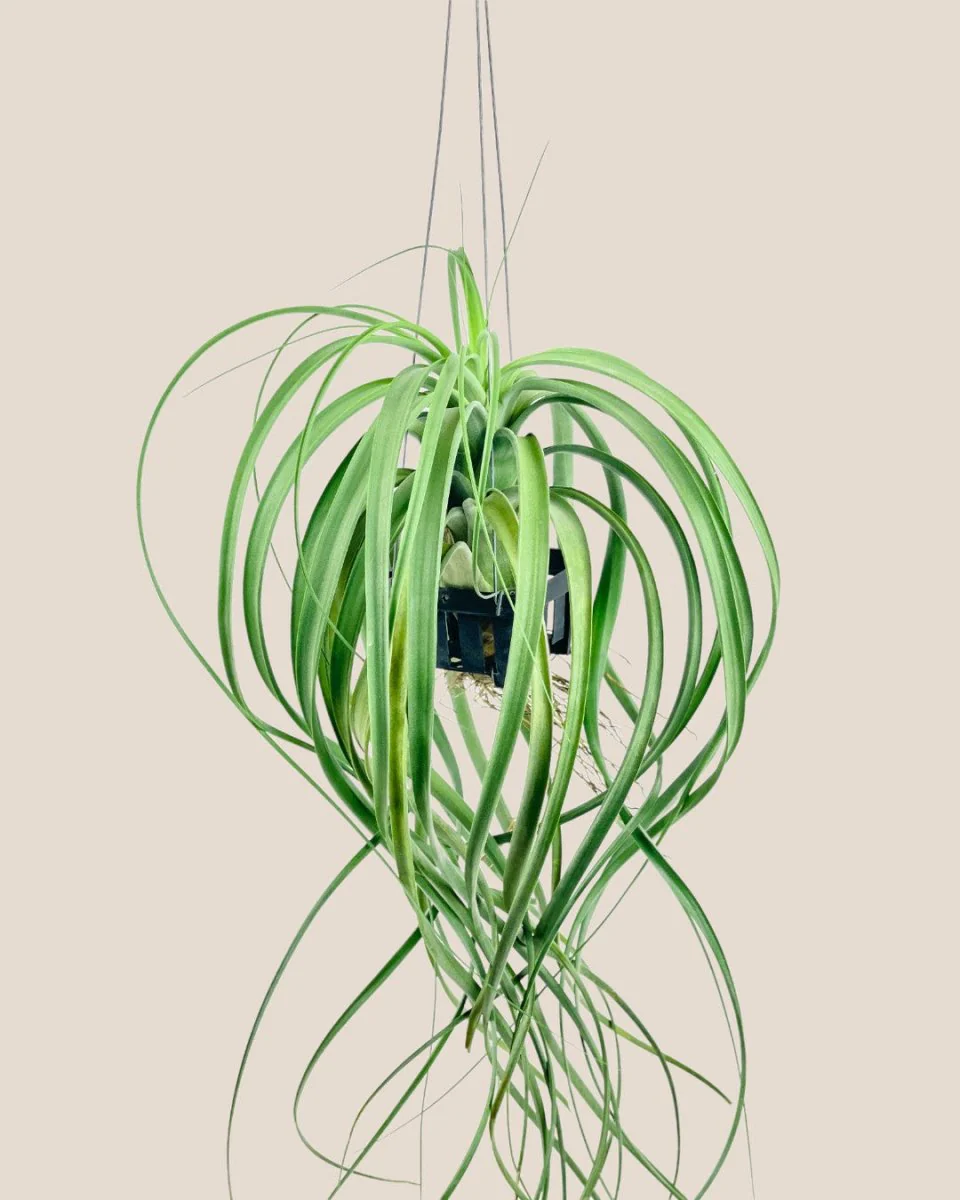 Air Plant - Assorted Tillandsia (Hanging) - Image 13