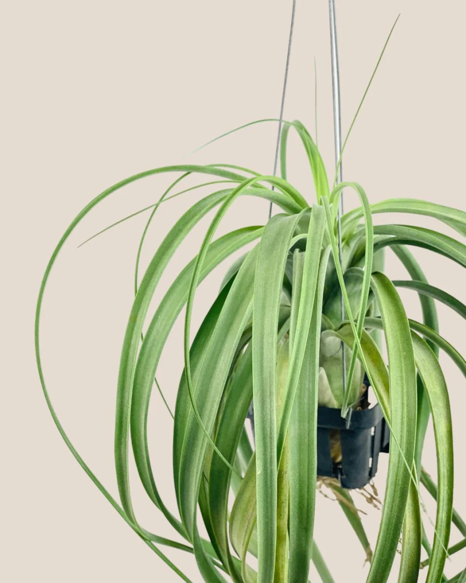 Air Plant - Assorted Tillandsia (Hanging) - Image 14