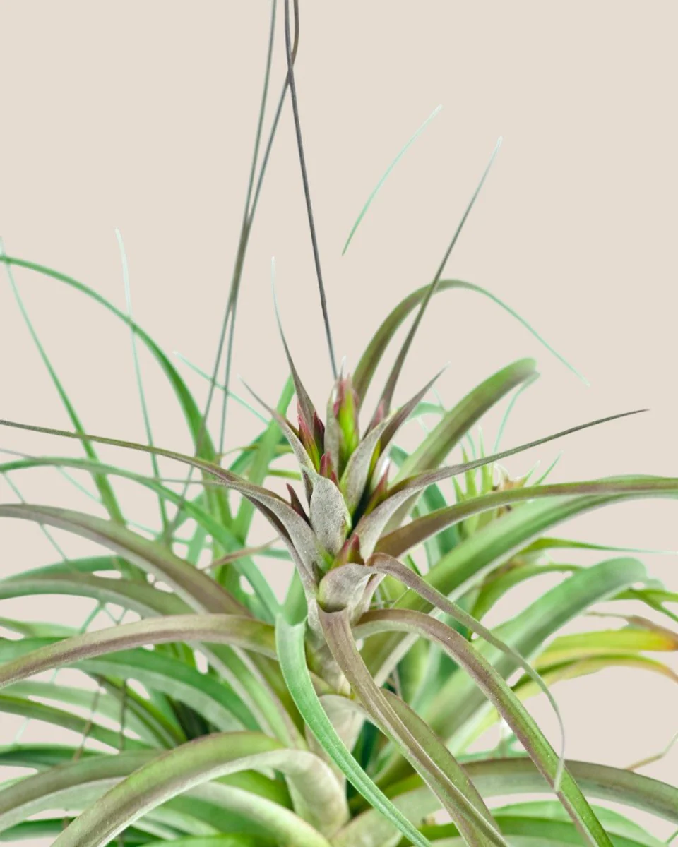 Air Plant - Assorted Tillandsia (Hanging) - Image 15