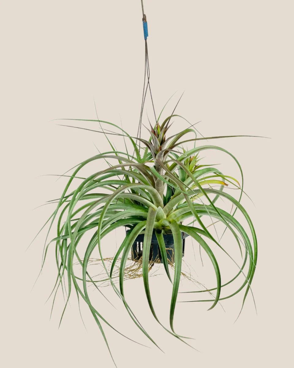 Air Plant - Assorted Tillandsia (Hanging) - Image 16