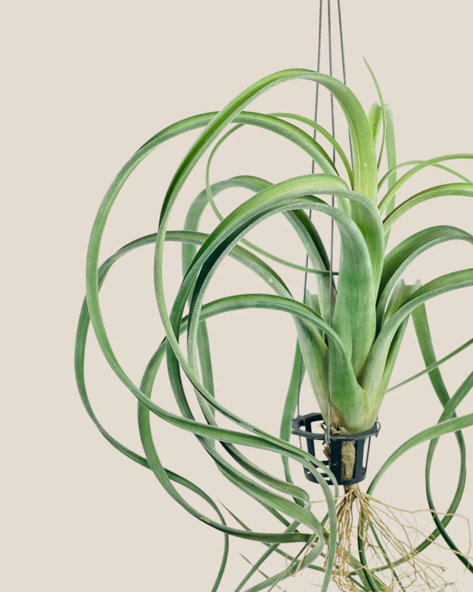 Air Plant - Assorted Tillandsia (Hanging) - Image 17