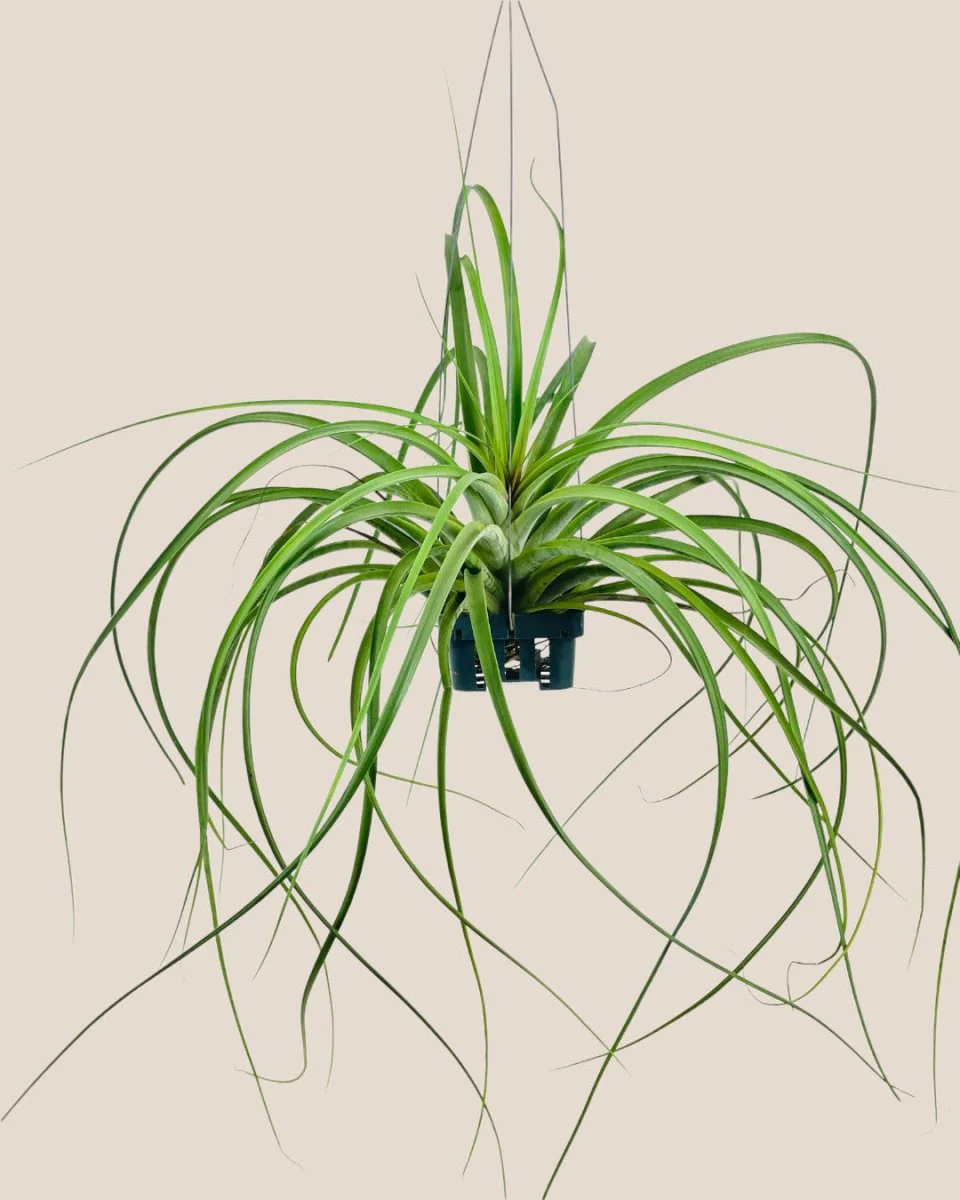 Air Plant - Assorted Tillandsia (Hanging) - Image 18