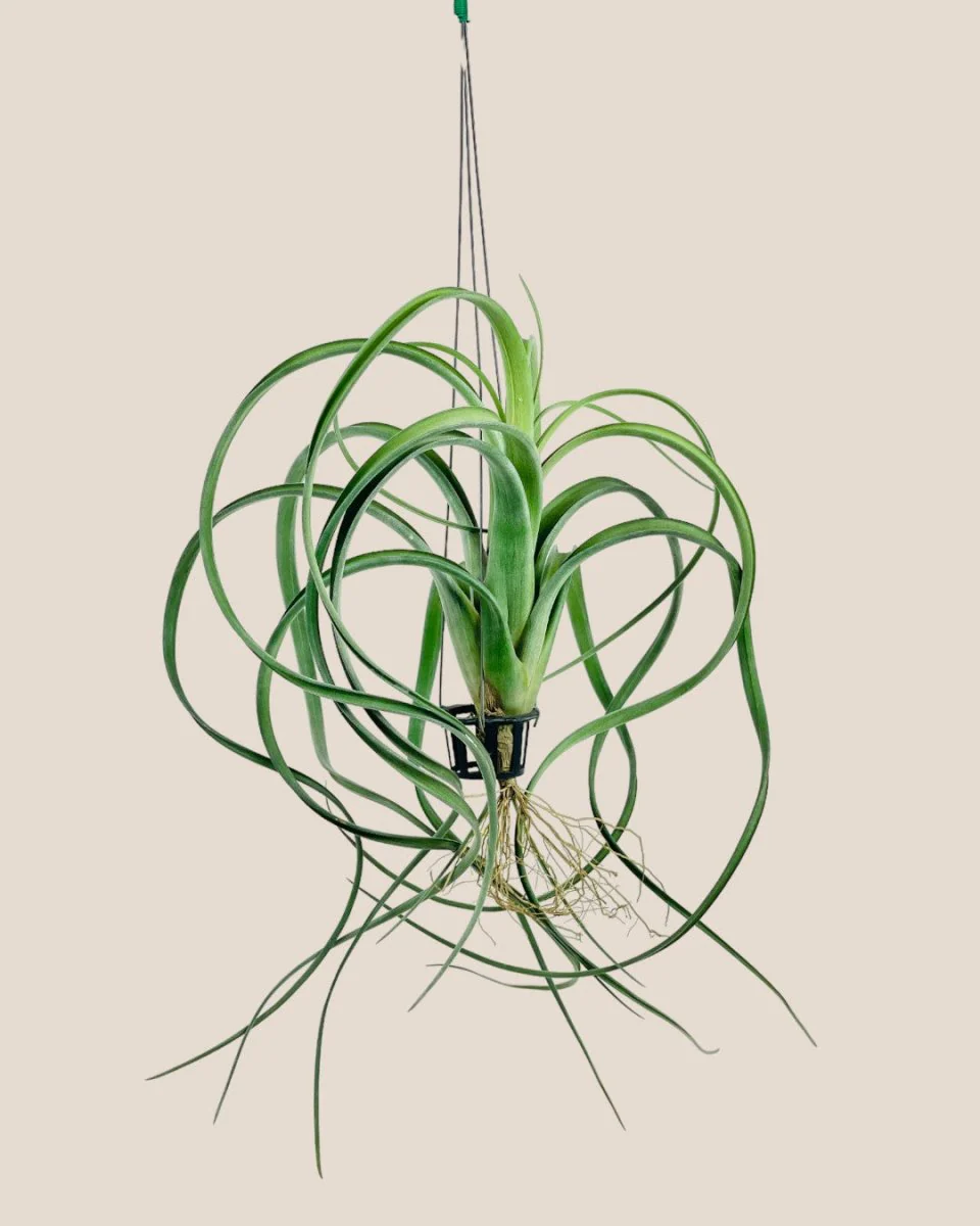 Air Plant - Assorted Tillandsia (Hanging) - Image 19