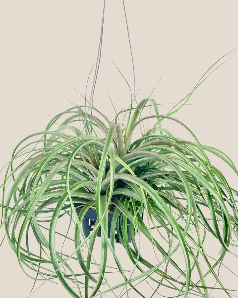Air Plant - Assorted Tillandsia (Hanging) - Image 20