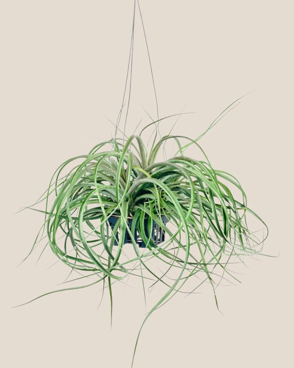 Air Plant - Assorted Tillandsia (Hanging) - Image 21