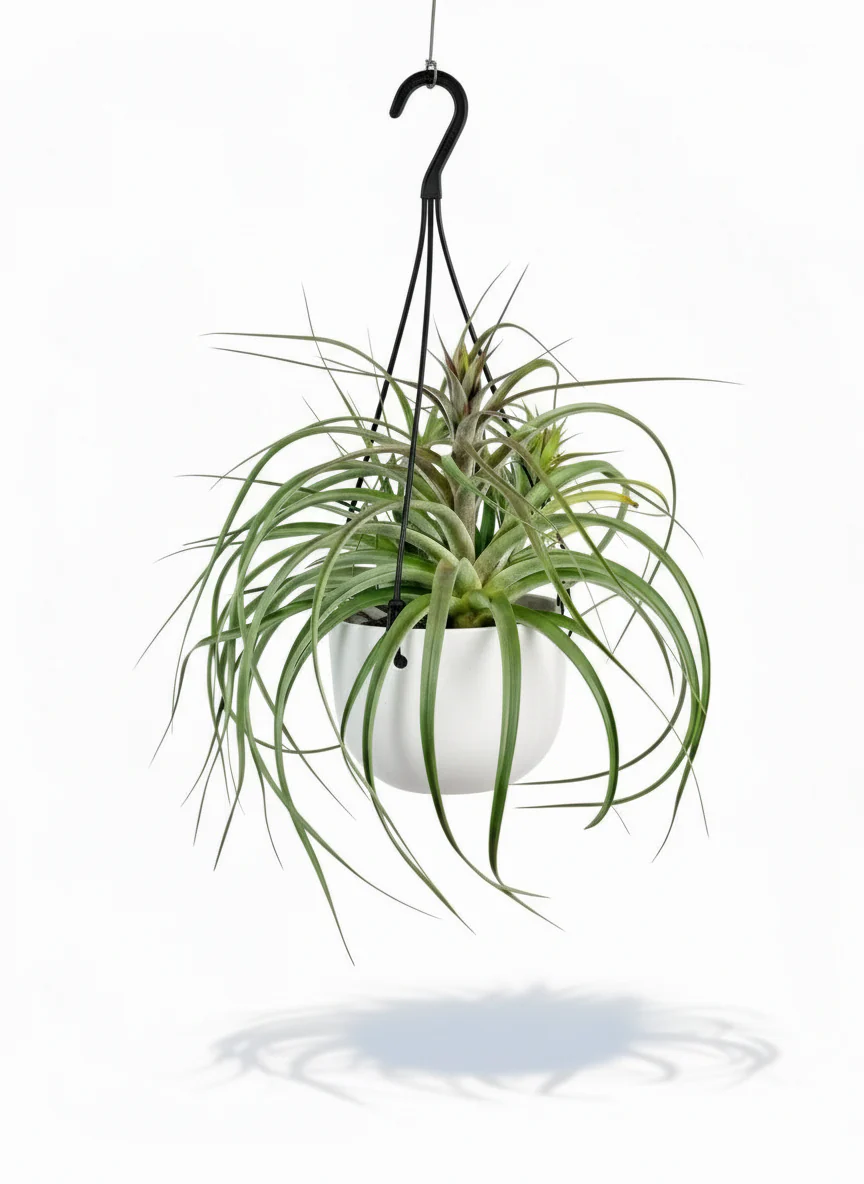 Air Plant - Assorted Tillandsia (Hanging) - Image 6