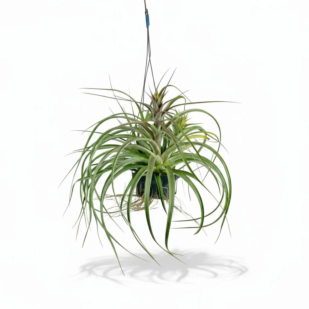 Air Plant - Assorted Tillandsia (Hanging) - Image 7