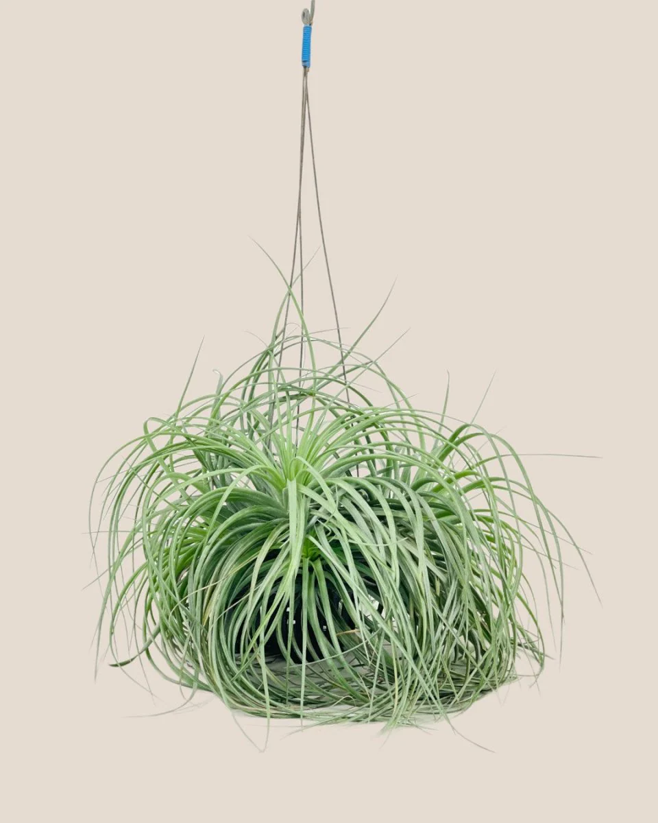 Air Plant - Assorted Tillandsia (Hanging) - Image 8