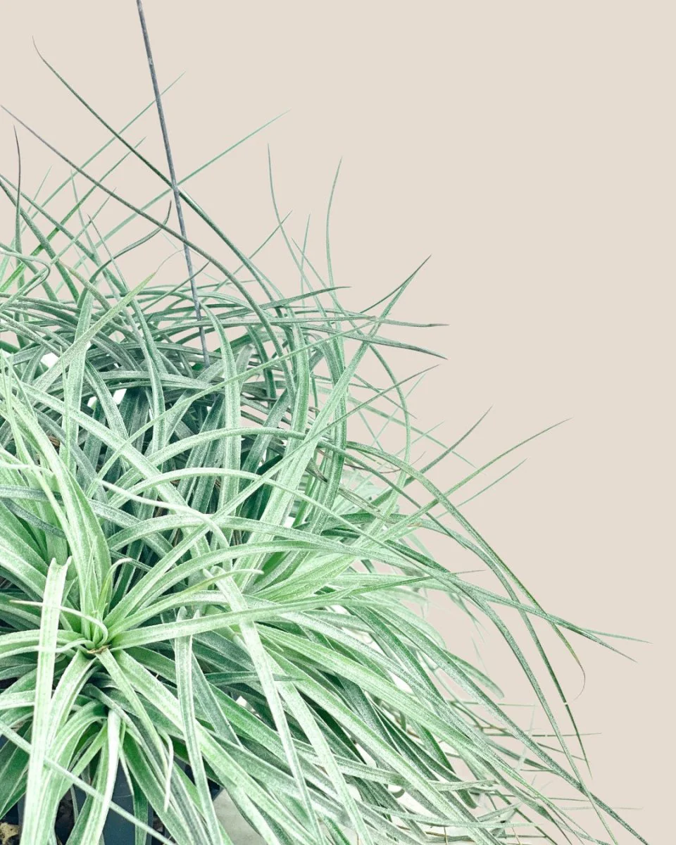 Air Plant - Assorted Tillandsia (Hanging) - Image 9