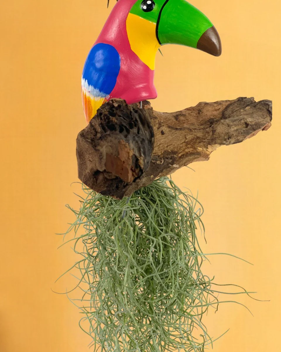 Air Plant - Tillandsia Bird (Hanging) - Image 10