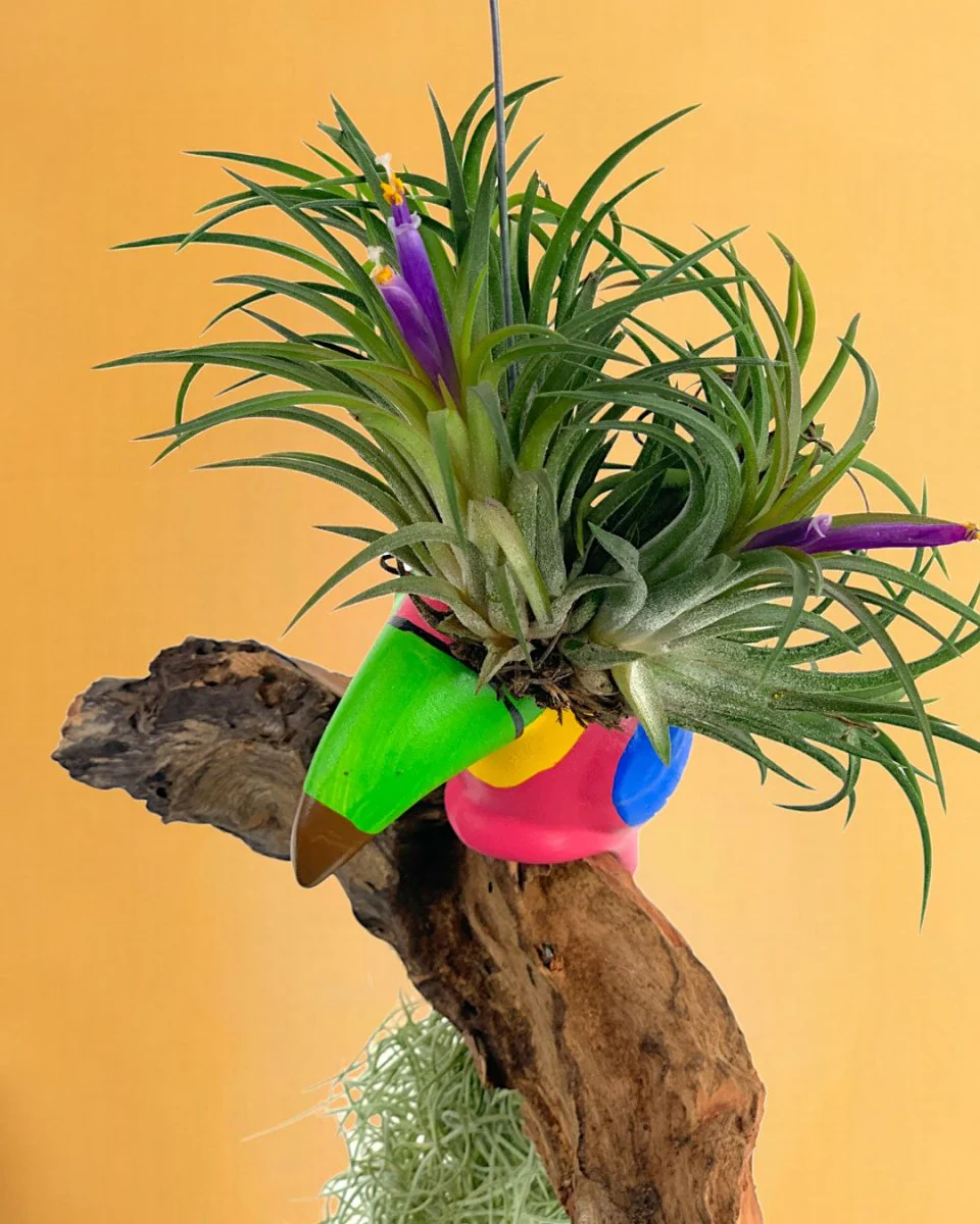 Air Plant - Tillandsia Bird (Hanging) - Image 11