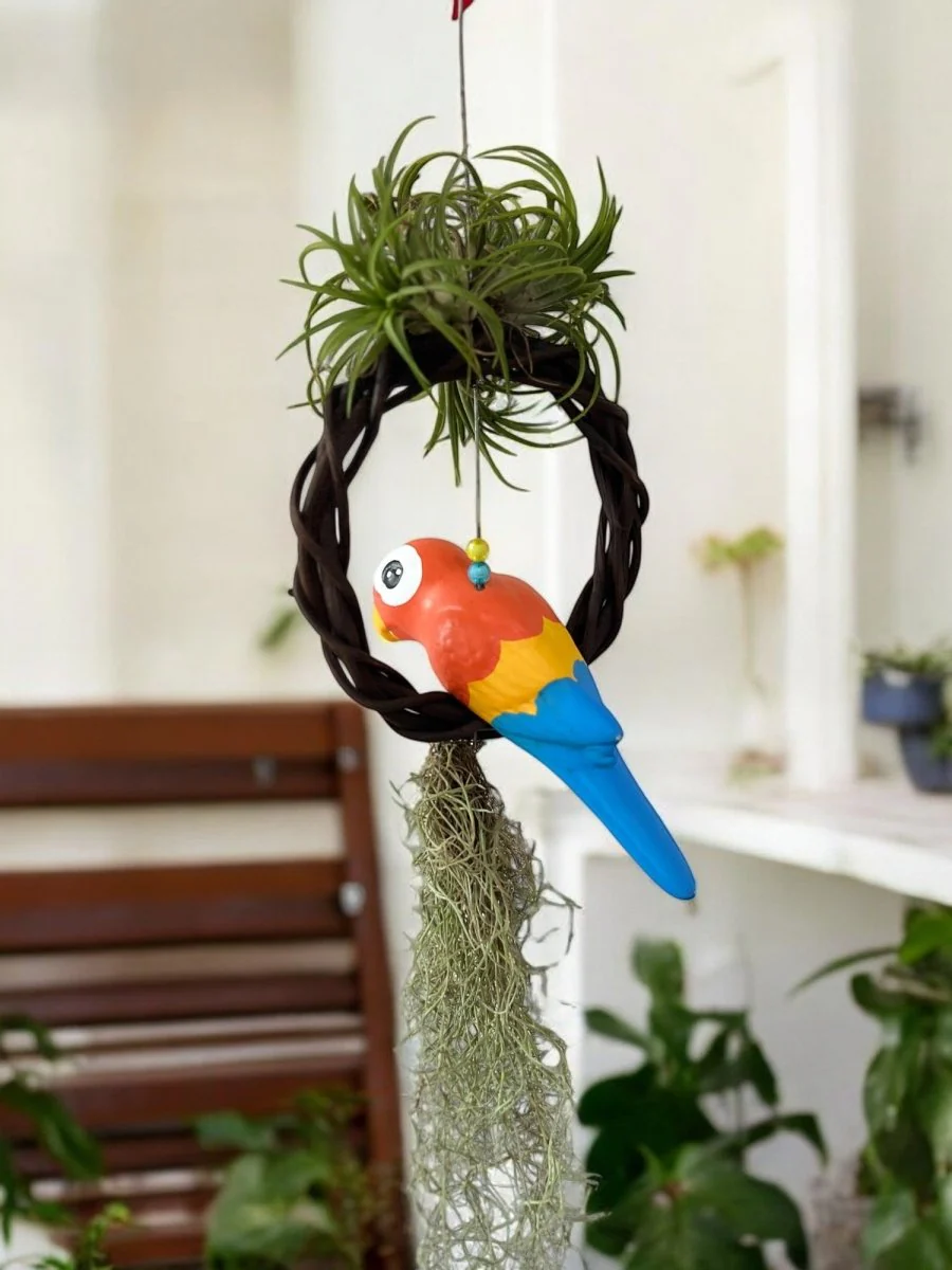 Air Plant - Tillandsia Bird (Hanging) - Image 12