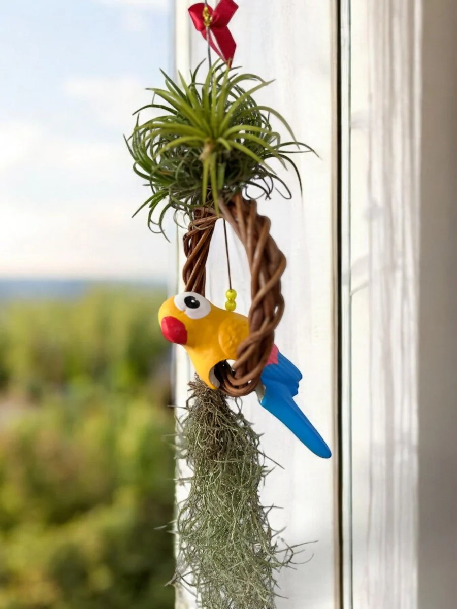 Air Plant - Tillandsia Bird (Hanging) - Image 13