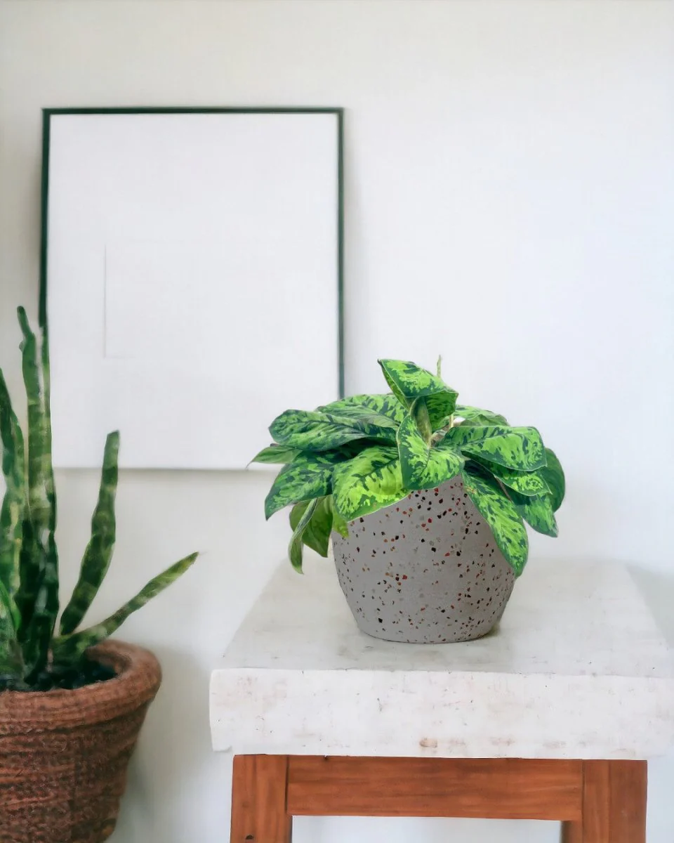 Aglaonema Trico Camo - Image 2