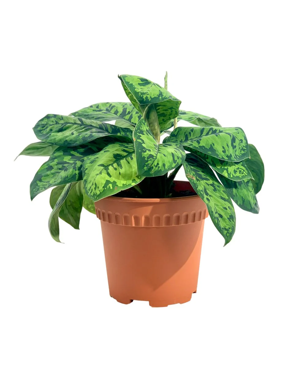 Aglaonema Trico Camo - Image 3