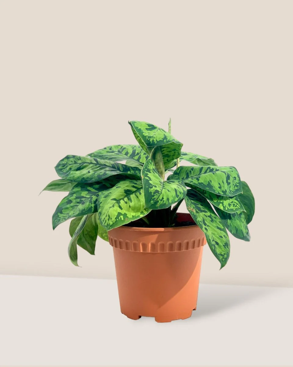 Aglaonema Trico Camo - Image 4