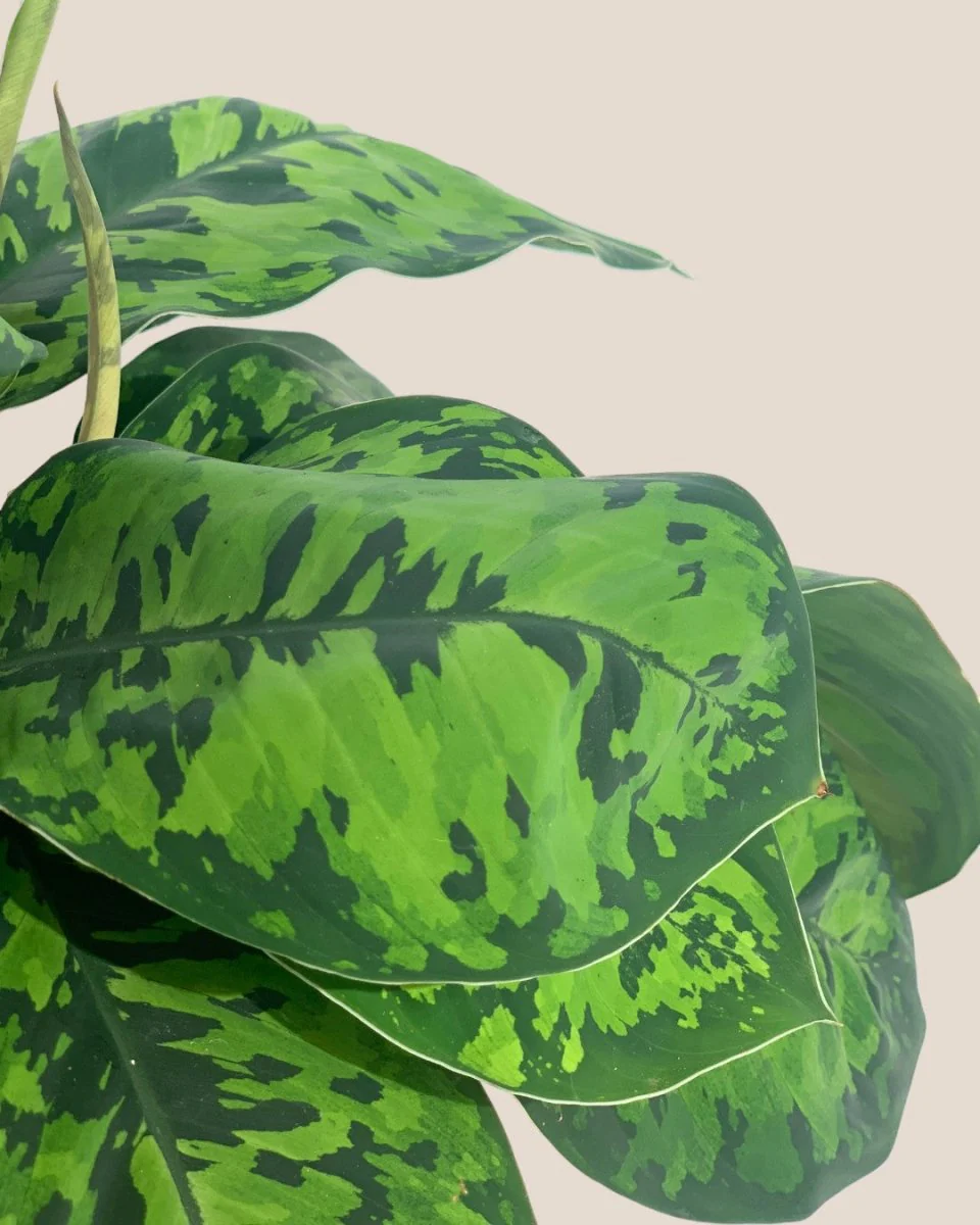 Aglaonema Trico Camo - Image 5