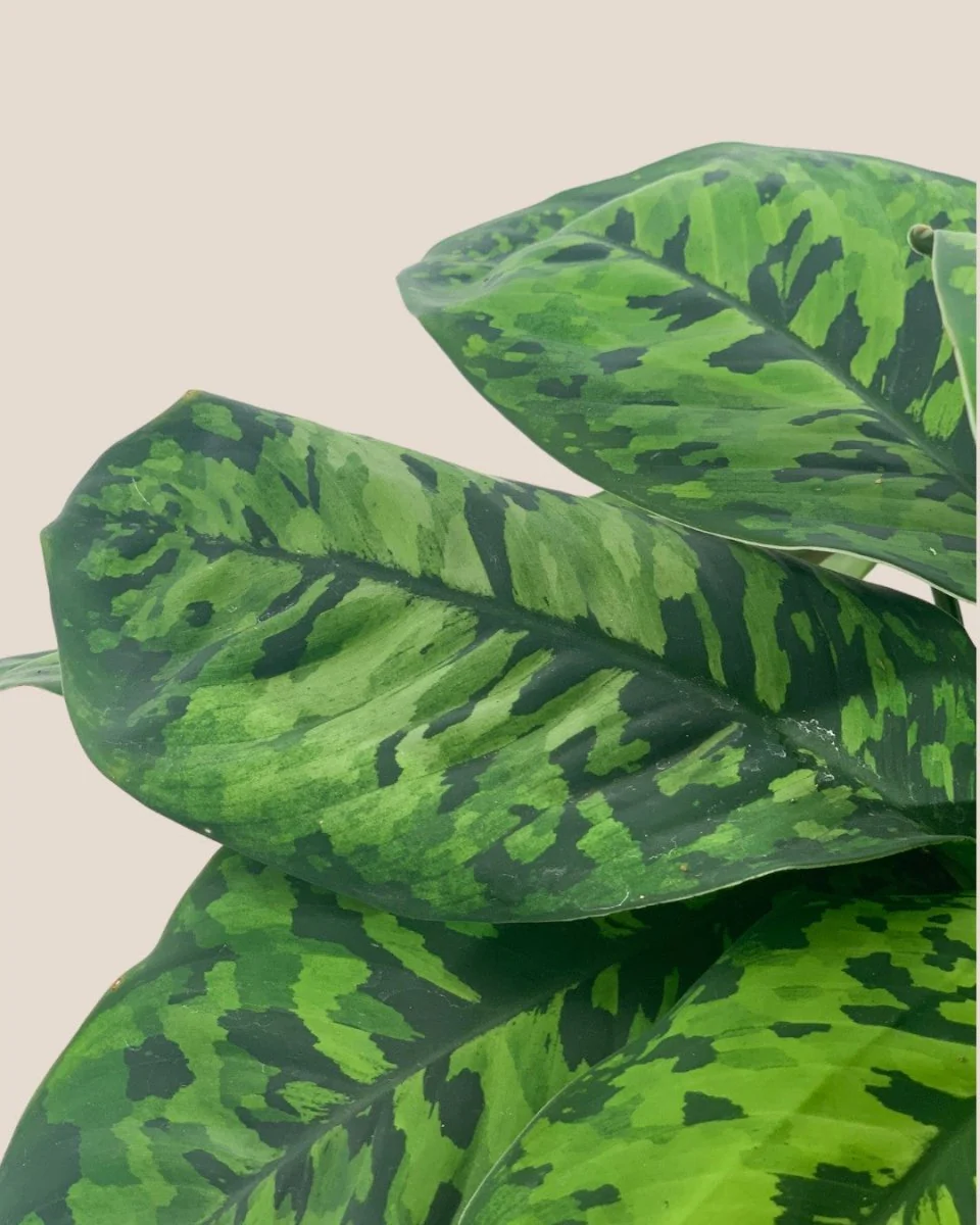 Aglaonema Trico Camo - Image 6