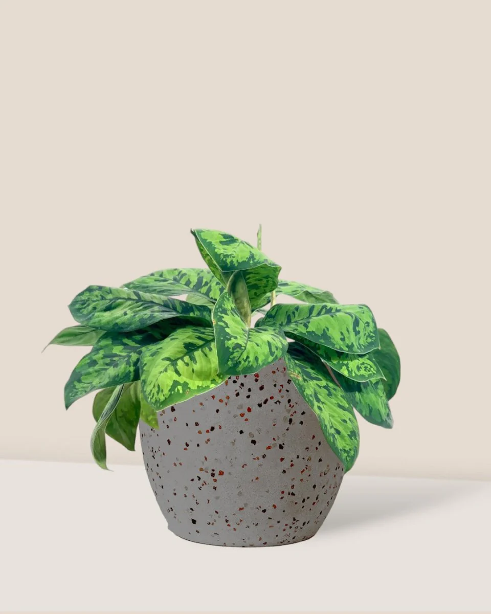 Aglaonema Trico Camo - Image 7