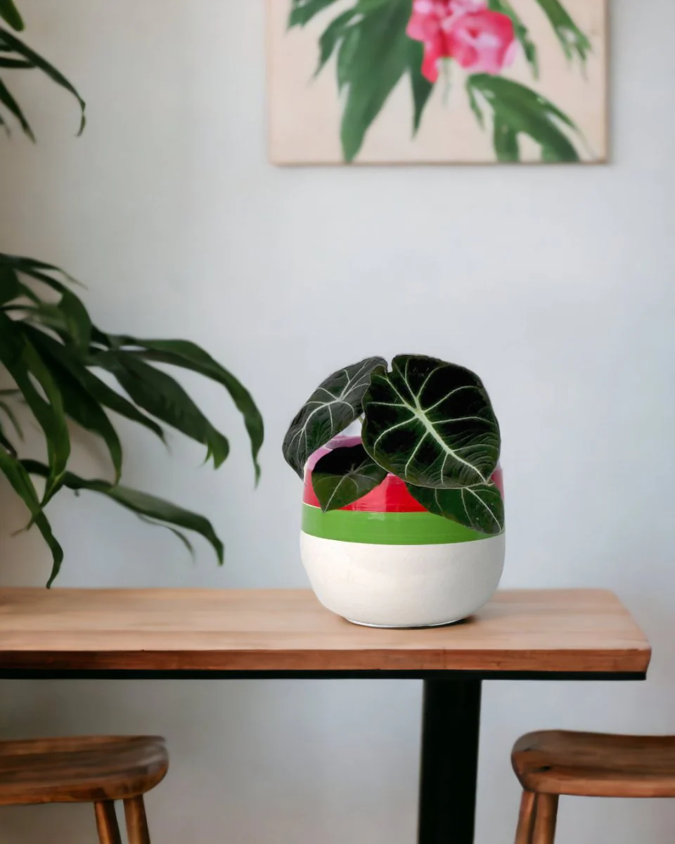 Alocasia Black Velvet - Baby - Image 2