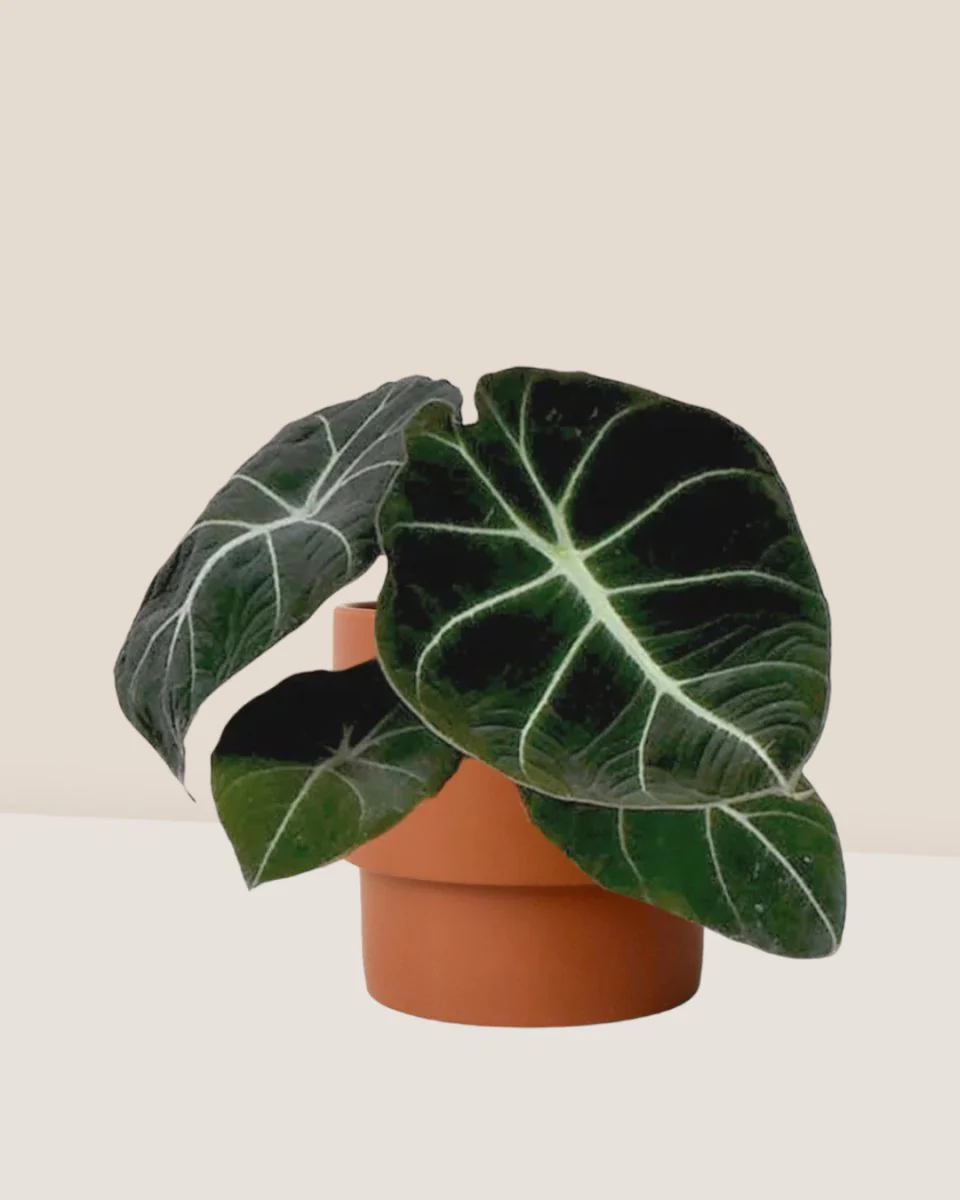 Alocasia Black Velvet - Baby - Image 3