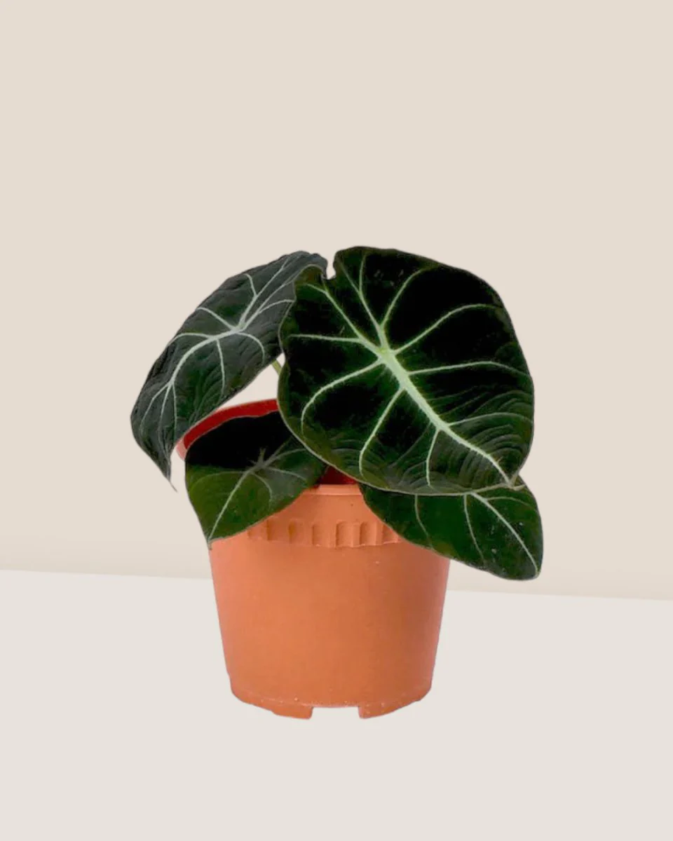 Alocasia Black Velvet - Baby - Image 4