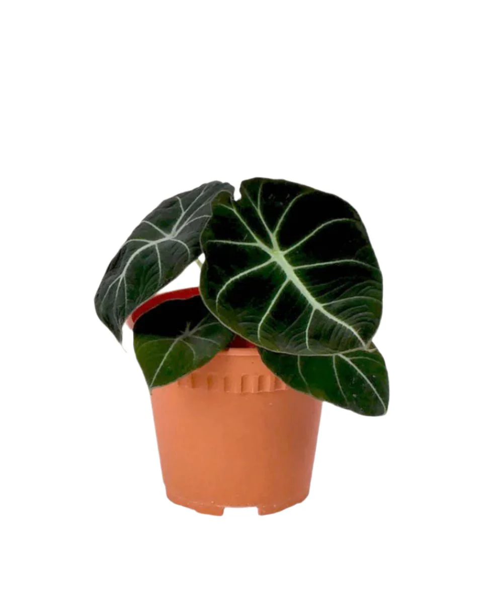 Alocasia Black Velvet - Baby - Image 5