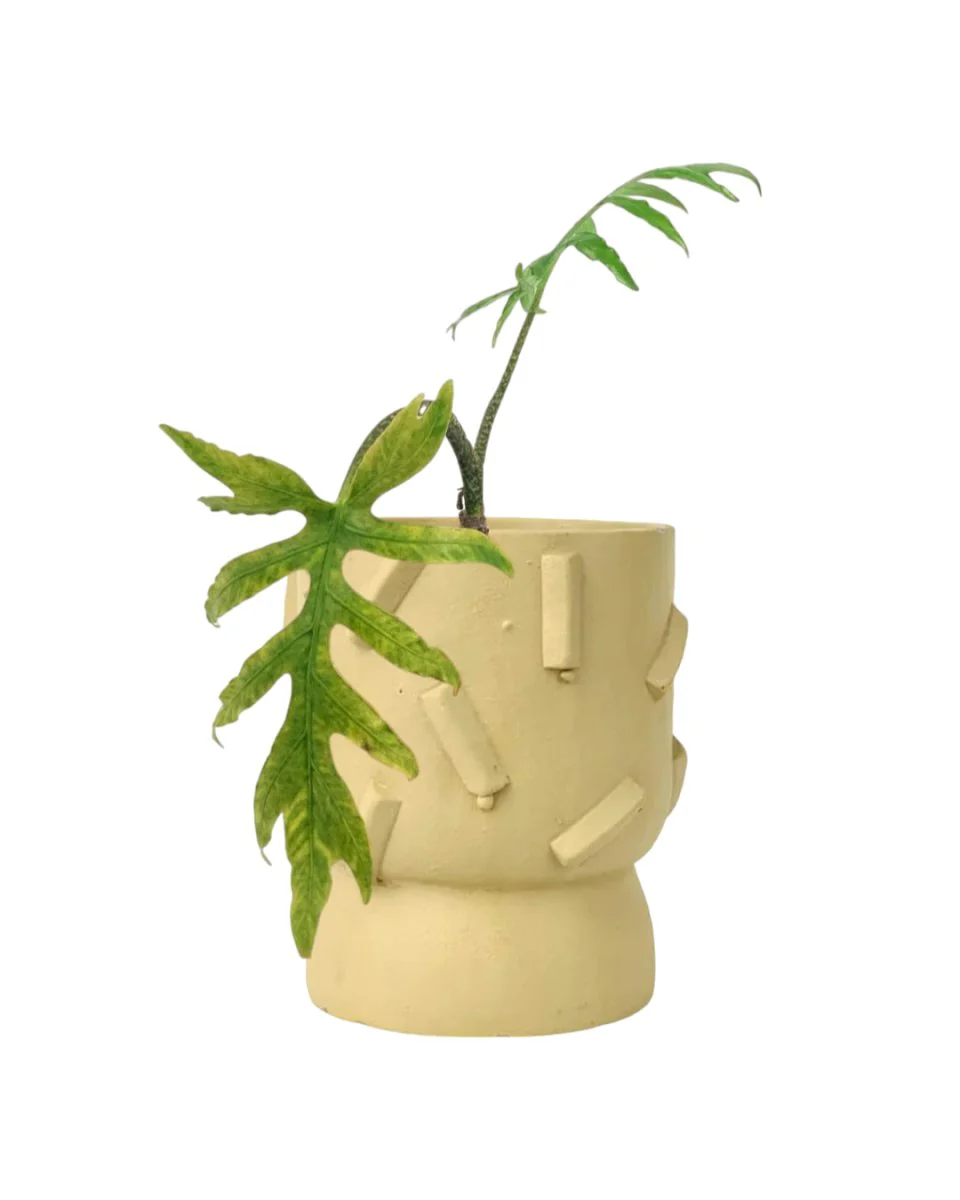 Alocasia Brancifolia - Image 10
