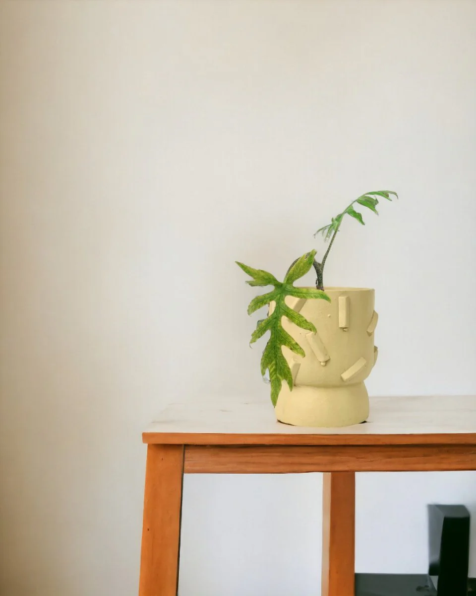 Alocasia Brancifolia - Image 11