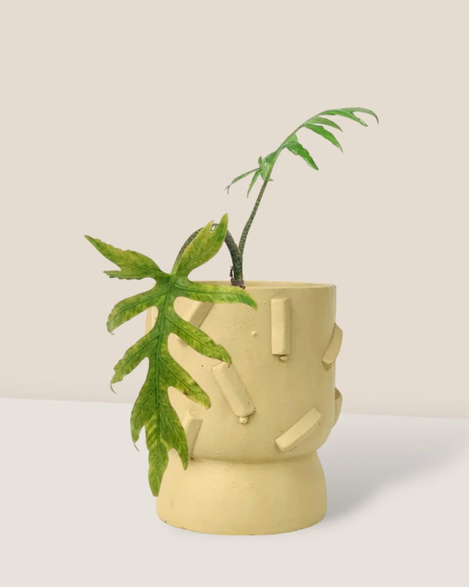 Alocasia Brancifolia - Image 12