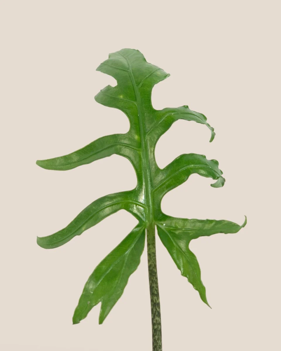 Alocasia Brancifolia - Image 6