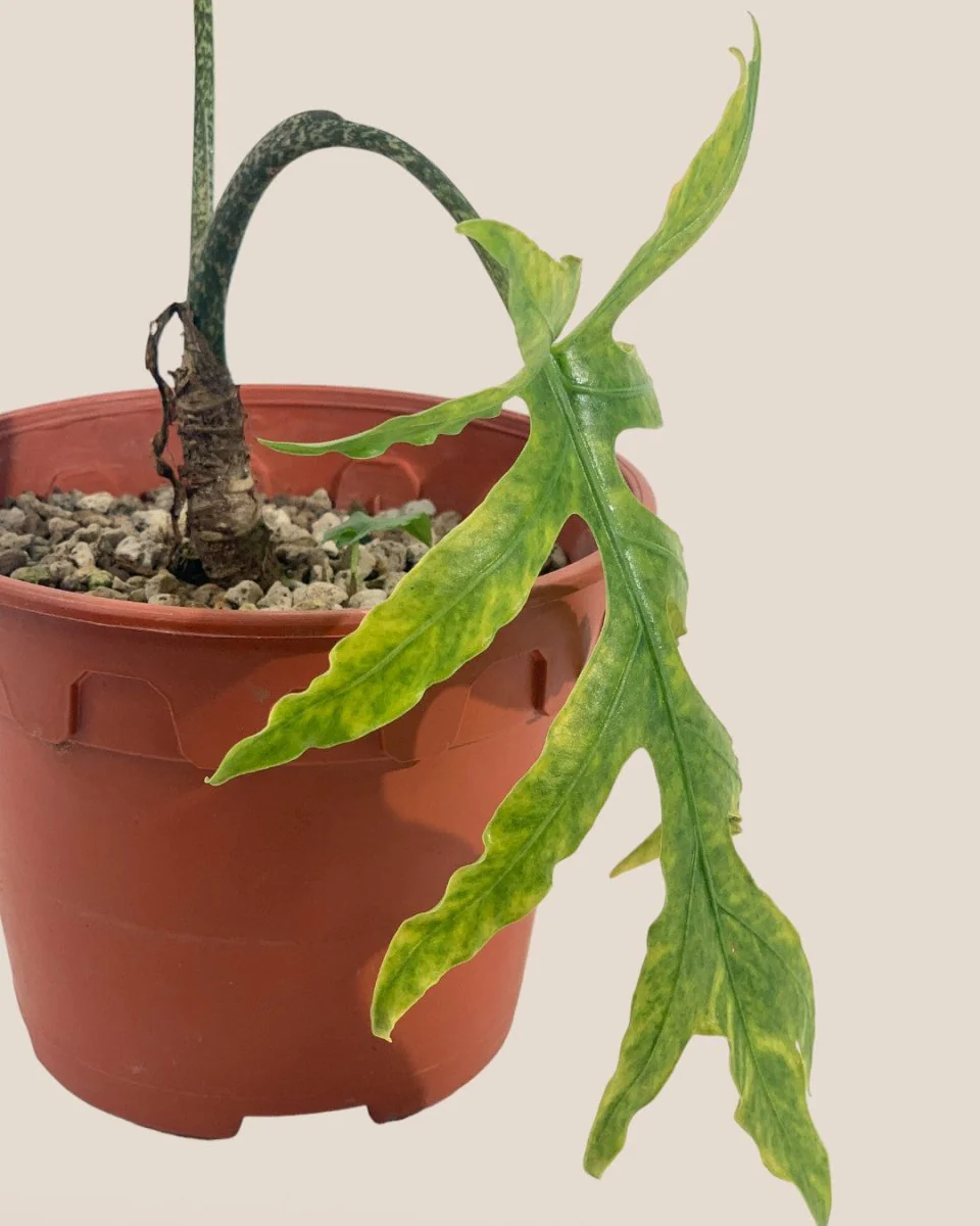 Alocasia Brancifolia - Image 7