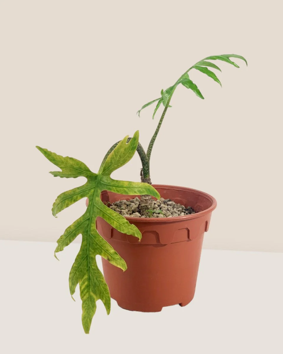 Alocasia Brancifolia - Image 9