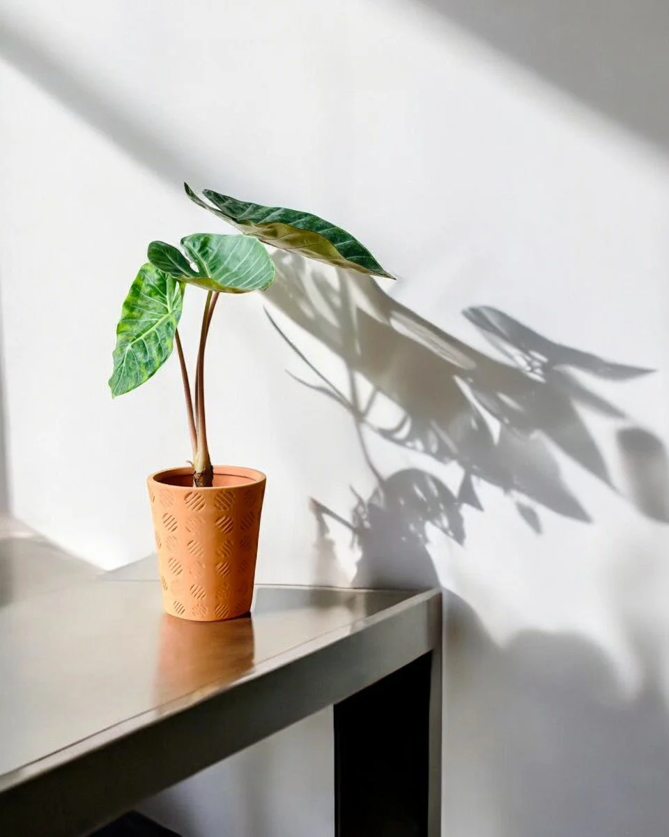 Alocasia Dragon Scale - Image 2