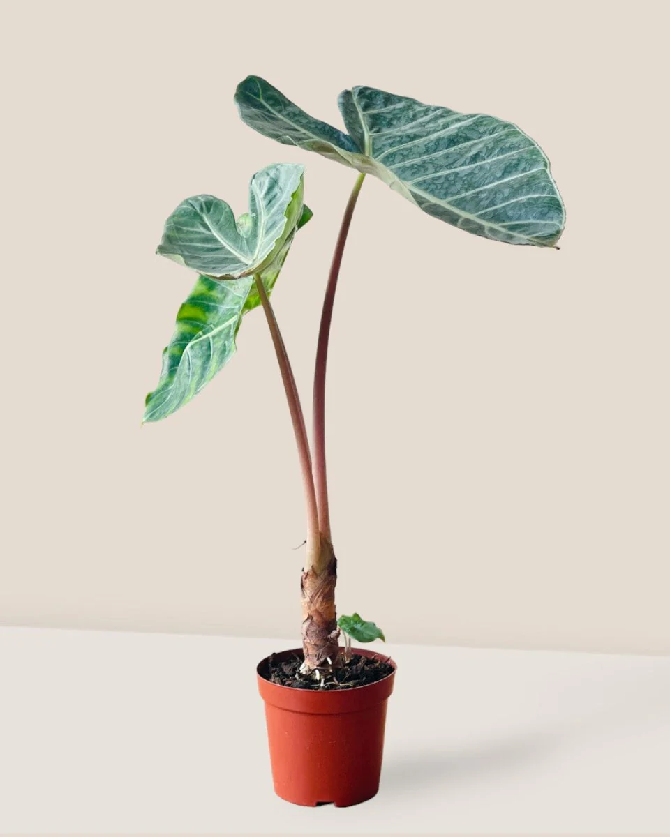 Alocasia Dragon Scale - Image 3