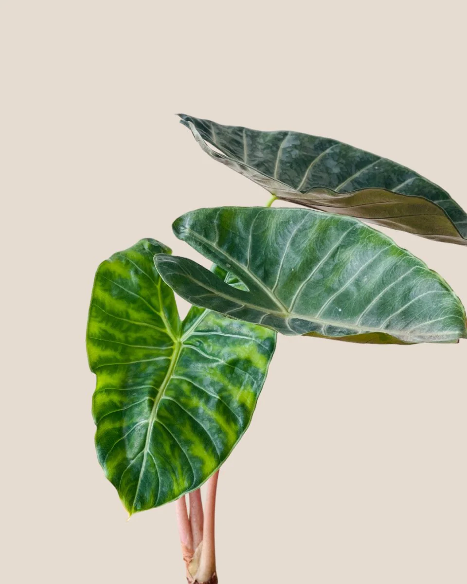 Alocasia Dragon Scale - Image 4