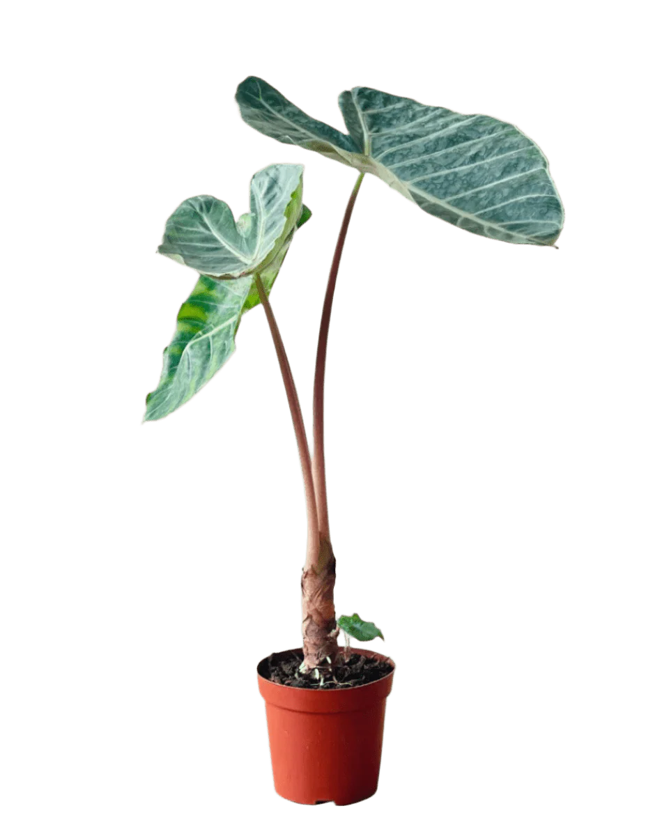 Alocasia Dragon Scale - Image 5