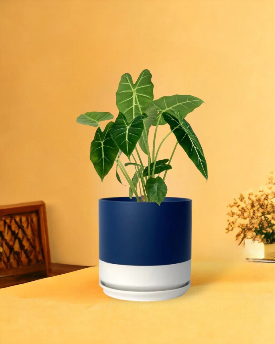 Alocasia Green Velvet (0.3m) - Image 4