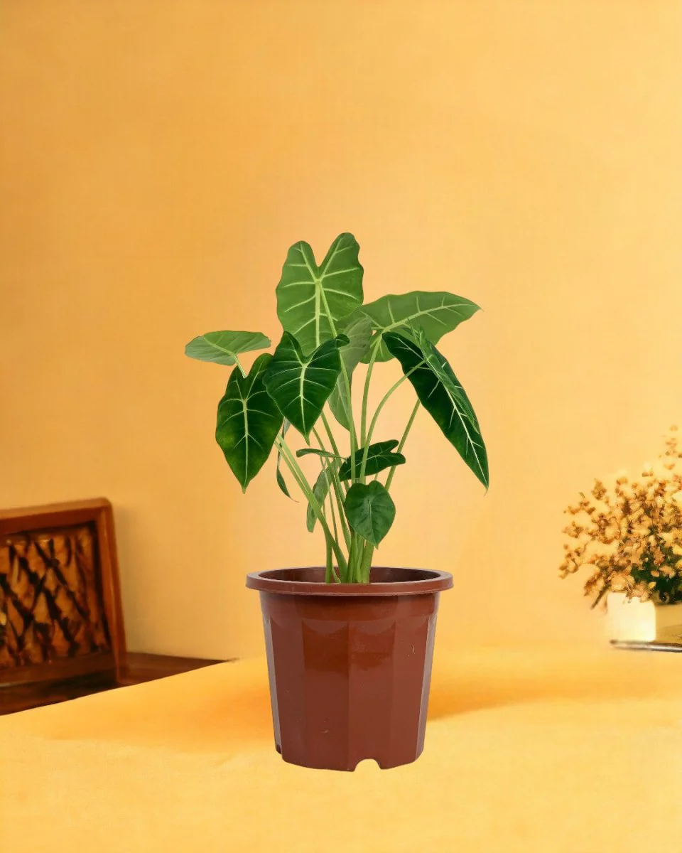 Alocasia Green Velvet (0.3m) - Image 5